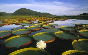 viajar para a Amazônia