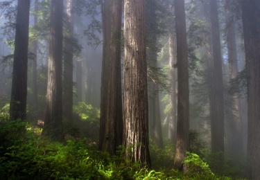 Foto: Daniel R. Hadley | Save the Redwoods