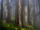 Foto: Daniel R. Hadley | Save the Redwoods