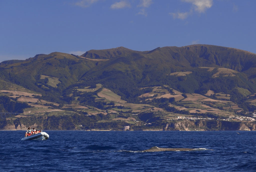 Açores baleias