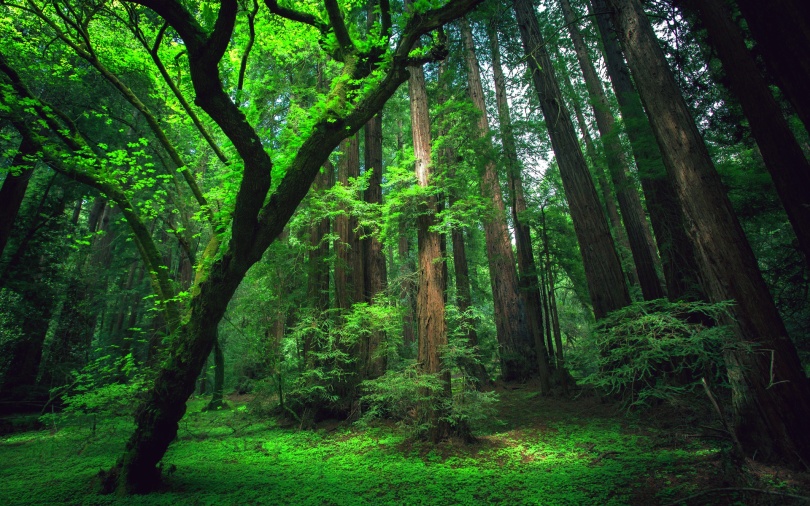 Seis florestas pelo mundo que merecem ser visitadas | Viajar Verde