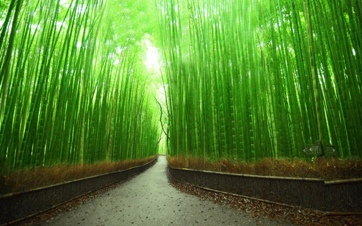 bamboo-forest-kyoto-japan-wallpaper