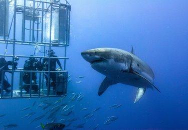 Foto: Gansbaai Shark Cage Diving