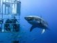 Foto: Gansbaai Shark Cage Diving