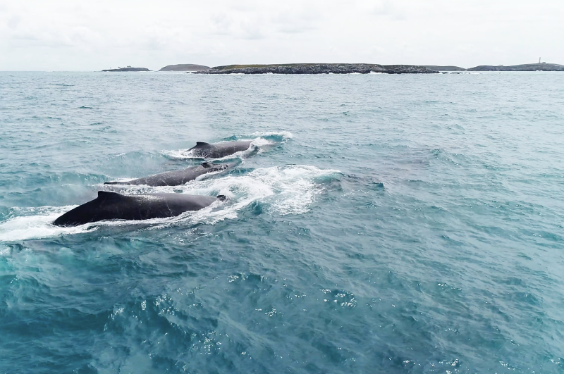 onde observar baleias no Brasil