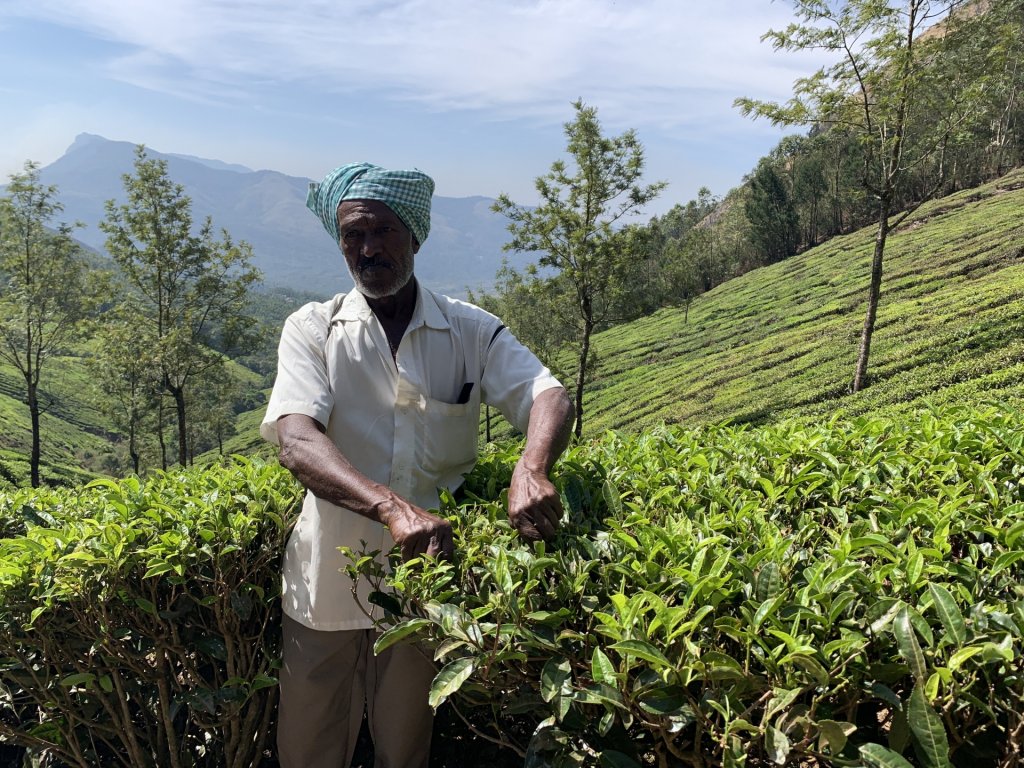 plantações de chá
