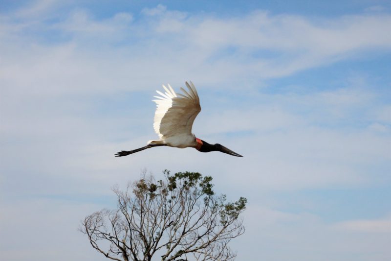 Corumbá Pantanal tuiuiú