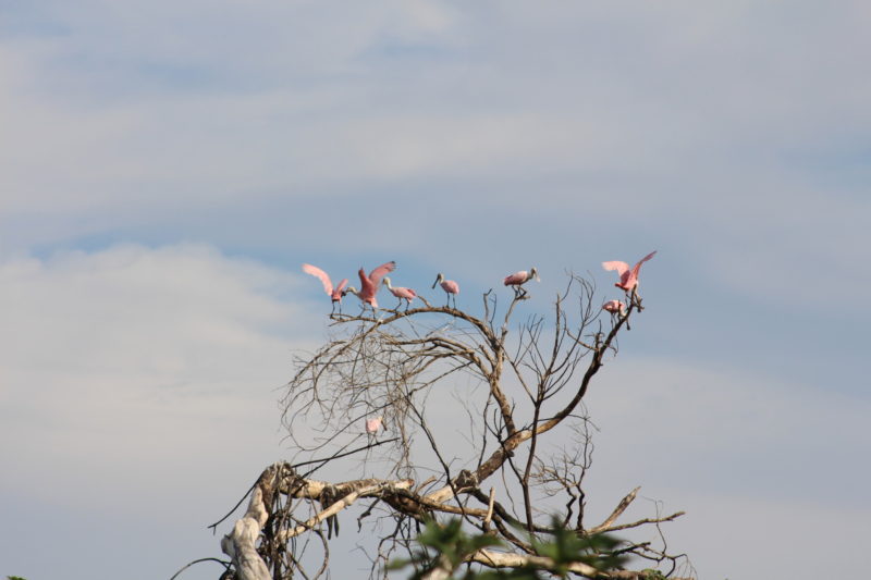 colhereiros Pantanal