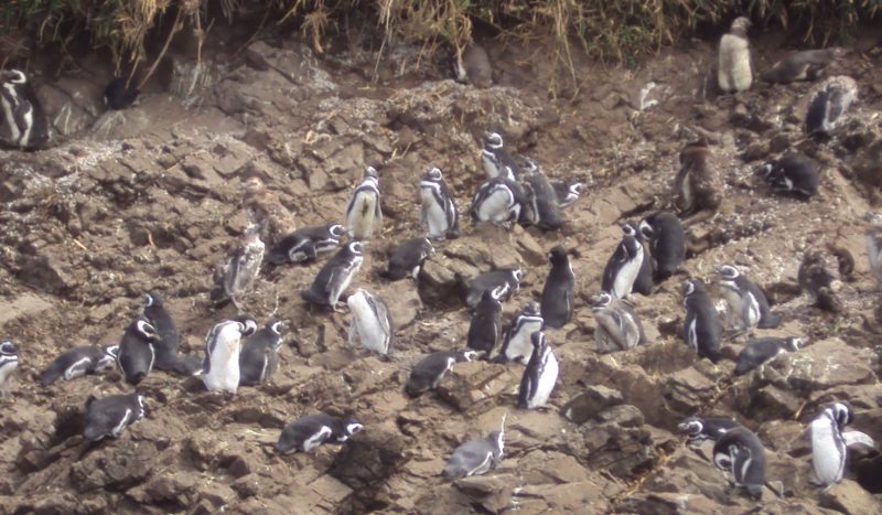 Pinguineras de Puñihuil