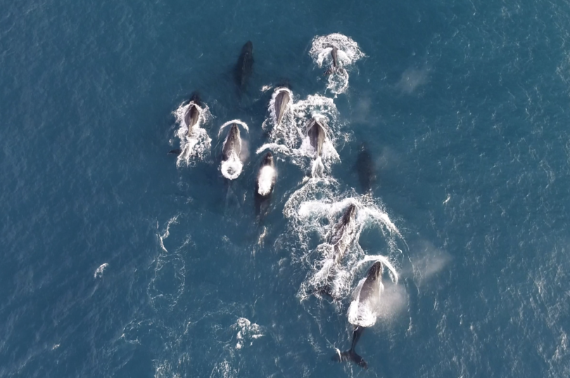 onde observar baleias no Brasil