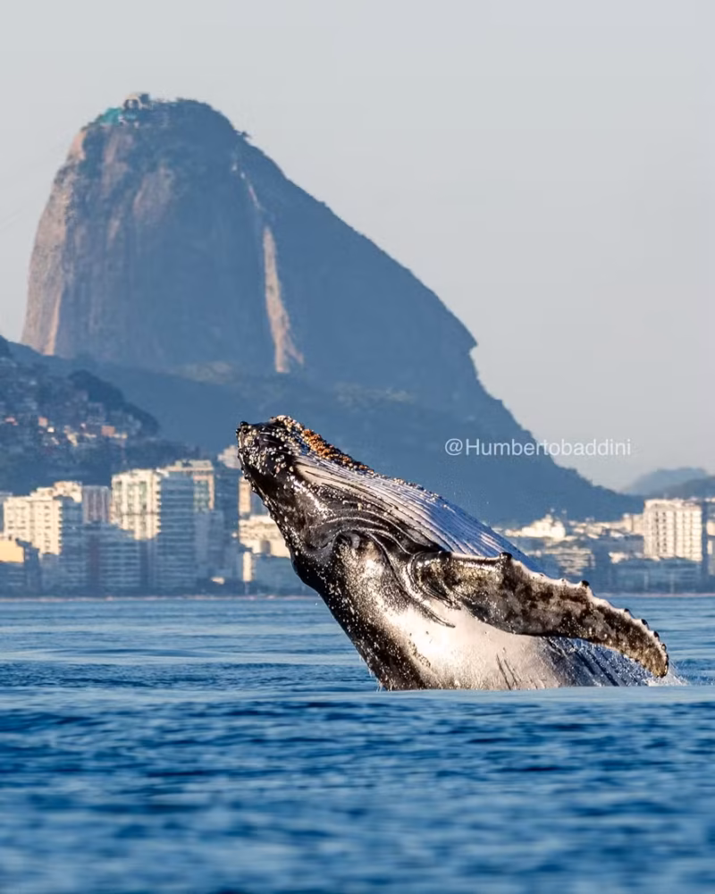 onde avistar baleias no Brasil