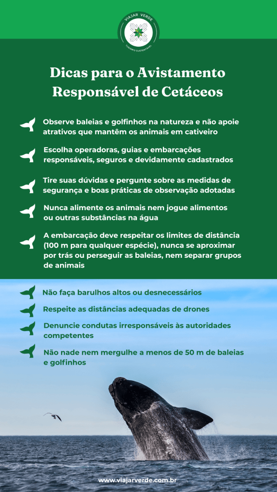 Avistamento responsável de cetáceos