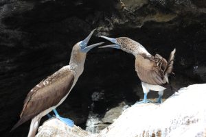 Ilhas Galápagos roteiro