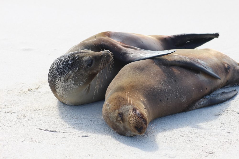 Ilhas Galápagos roteiro