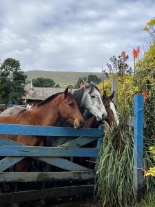 Hacienda El Porvenir