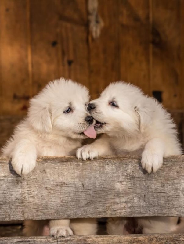 Fundación Cerro Guido