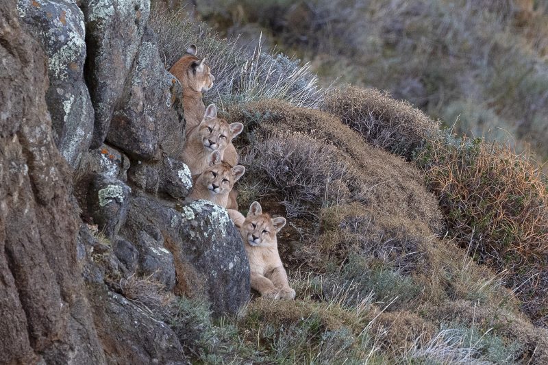 Pumas Fundación Cerro Guido