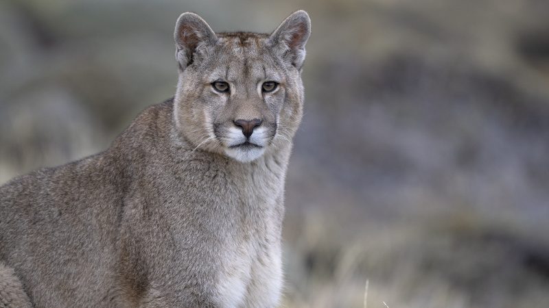 Pumas Fundación Cerro Guido