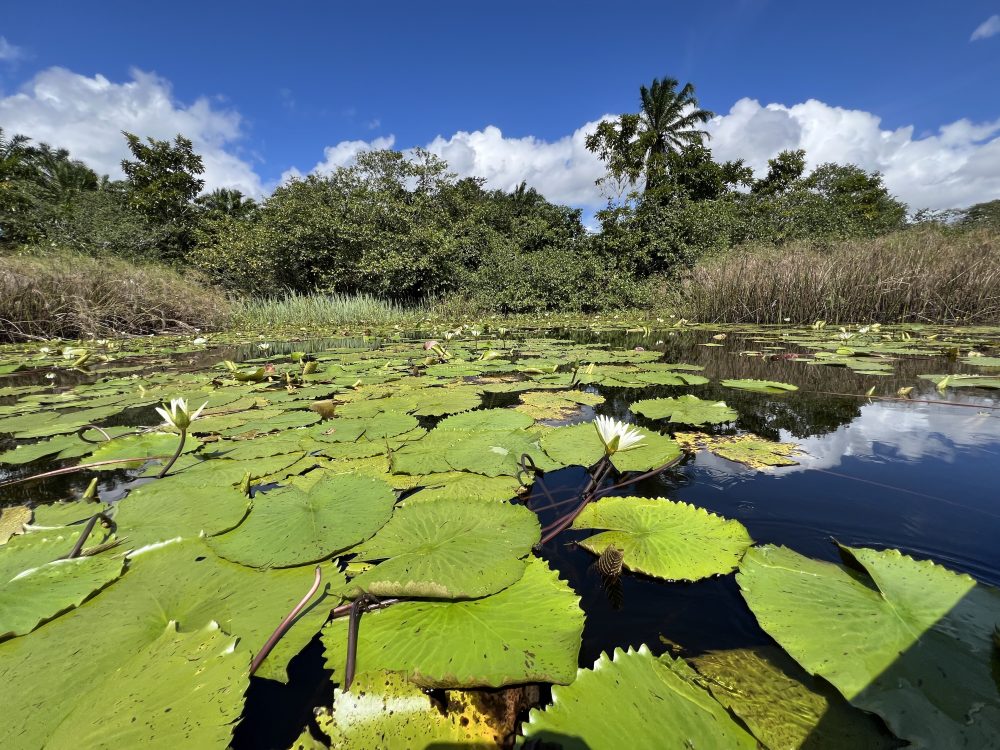 Pantanal Marimbus