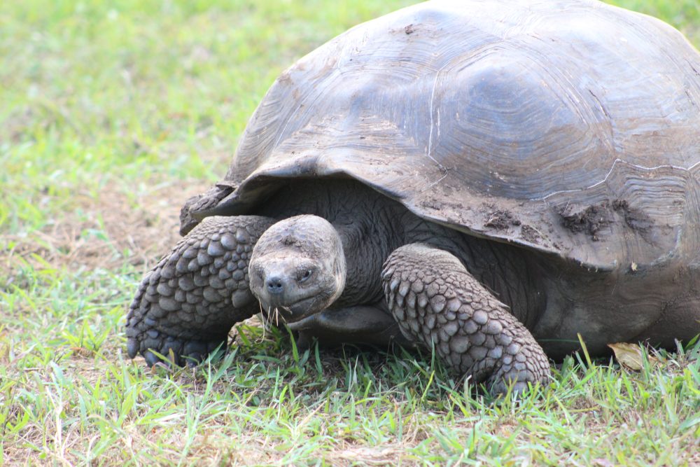 Viagem para Galápagos