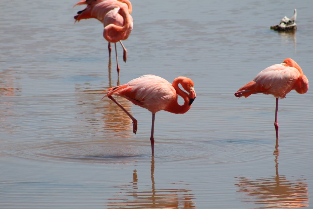 Viagem para Galápagos