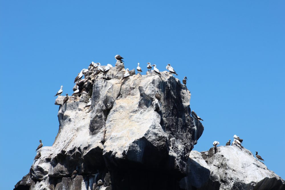 Roca Unión, Ilha Isabela, Galápagos