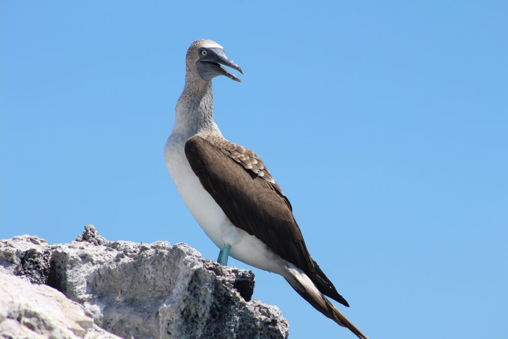 Viagem para Galápagos