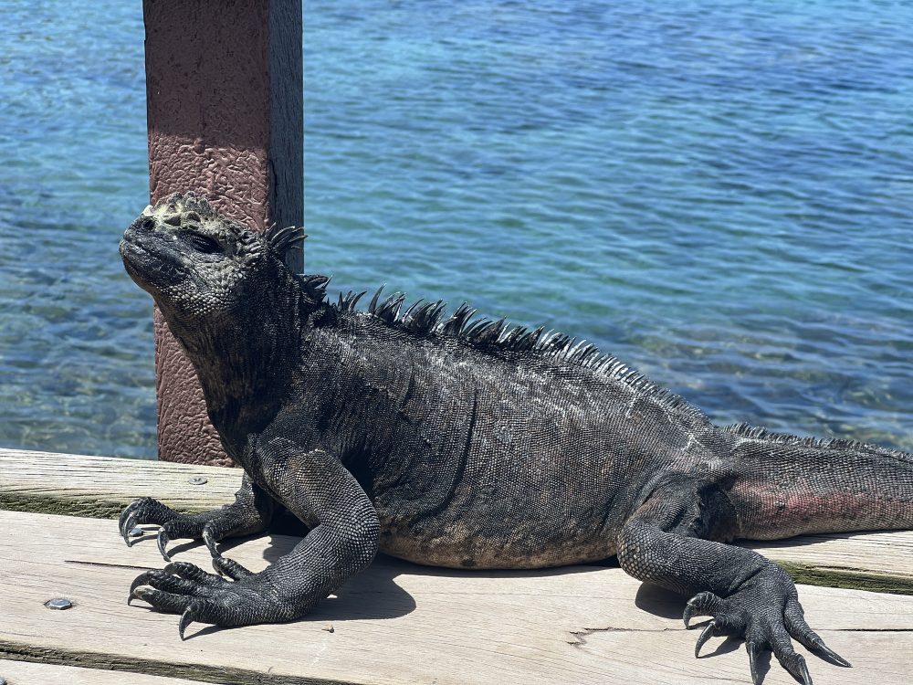 Viagem para Galápagos