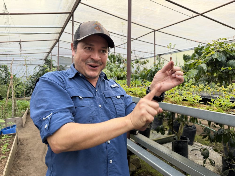Hacienda Mamecillo Boquete Chiriquí