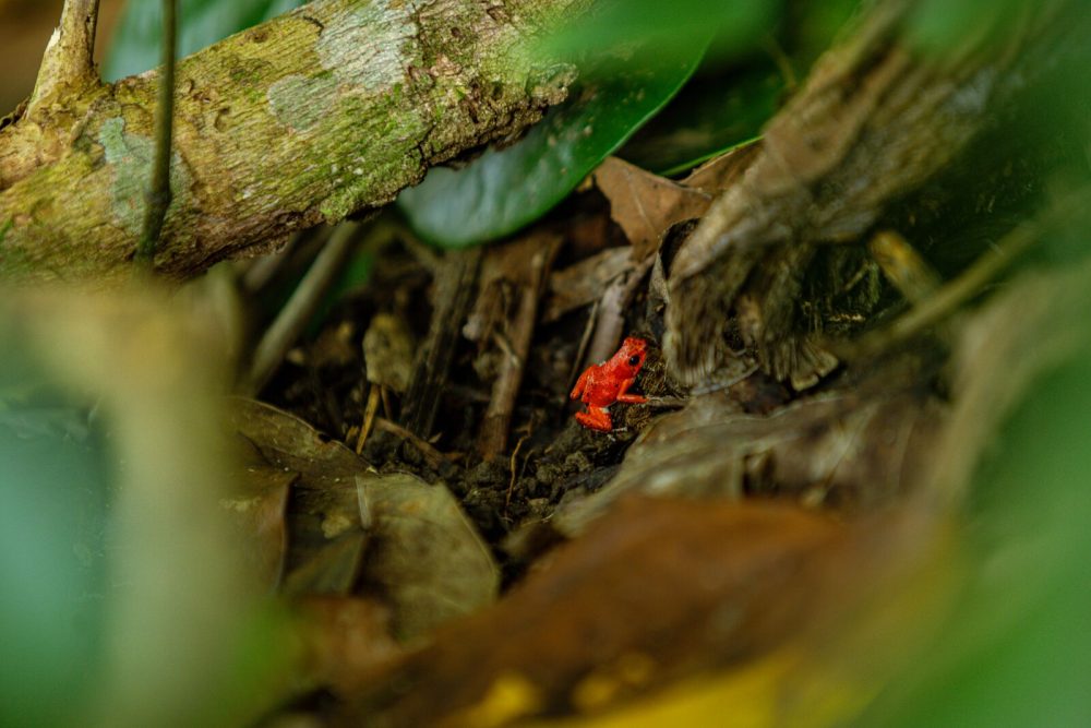 Bocas del Toro Panamá roteiro